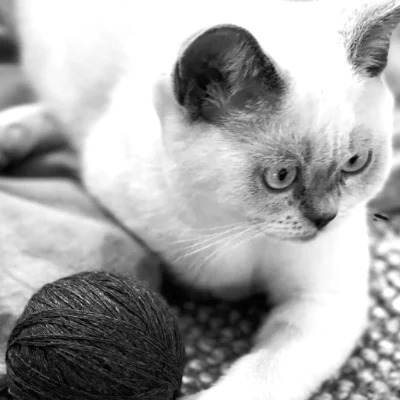 kleine Katze mit Wollknäuel